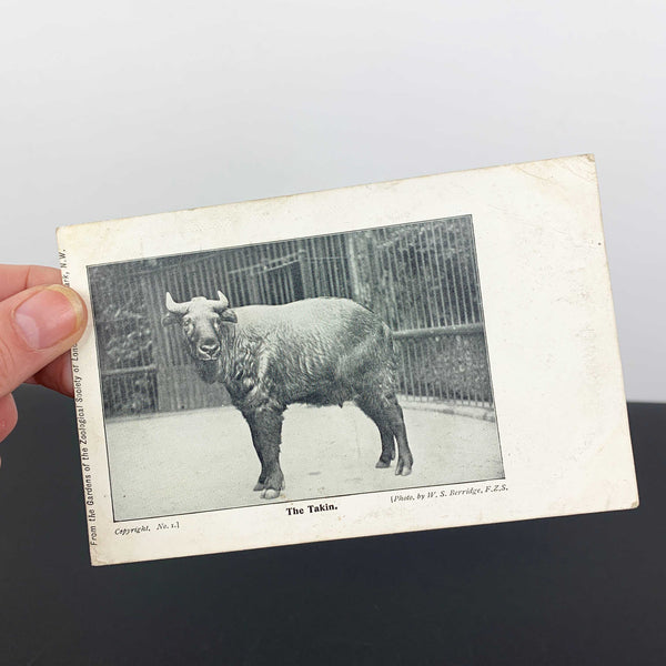 United Kingdom early 1900's scenic collectible postcards - Set of 8