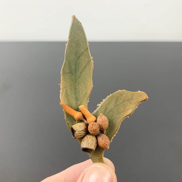 Vintage leather gum leaf and gum nut brooch